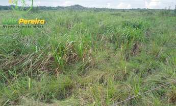 Imagem 4: FAZENDA À VENDA EM GOIANÉSIA - PA - 3.920 HECTARES - (LAVOURA DE SOJA