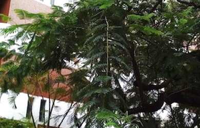 Imagem 4: Apartamento para venda tem 250 metros quadrados com 4 quartos em Pituba - Salvador - BA