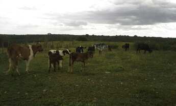 Imagem 6: Fazenda com 80 há , casa, curral, aprisco grande, cercados com pasto, Br 304