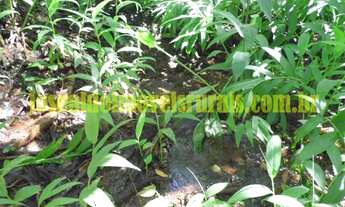 Imagem 3: Sítio 5,0 alqueires, cultura, muita água, Araguari MG