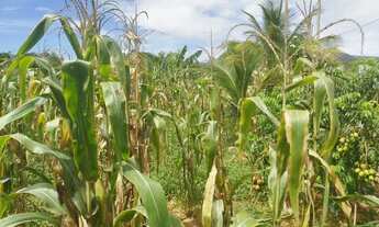 Imagem 4: Venda-se este terreno de 1312,46 M2 no Município de Atílio Vivacqua-ES