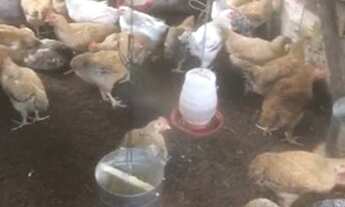 Imagem 7: Vendo ou alugo, Lindo sítio c/ olho 'água em São Caetano de Odivelas de 5 hectares