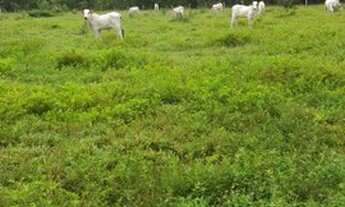 Imagem 4: FAZENDA À VENDA EM PEIXE - TO - 5.200 HECTARES (DUPLA APTIDÃO