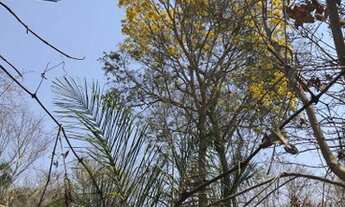 Imagem 3: FAZENDA À VENDA EM PALMEIRÓPOLIS - TO 455 HECTARES (PECUÁRIA
