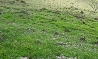 Imagem 2: Terreno 15 Hectares em Passa Tempo Casa Luz e Agua
