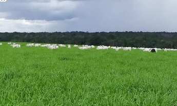 Imagem 2: FAZENDA Á VENDA NA REGIÃO DE ARAGUAÍNA- TO -17.352 HECTARES (DUPLA APTIDÃO