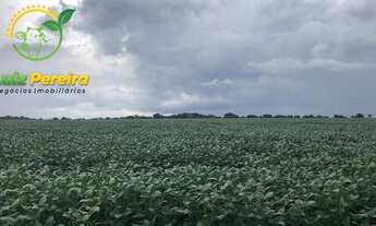 Imagem 2: FAZENDA À VENDA EM BAIXA GRANDE DO RIBEIRO PI - 8.000 HECTARES AGRICULTURA