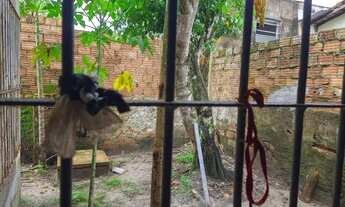 Imagem 3: ALUGA -SE CASA NO CONJ. GERALDO PALMEIRAS RS 900