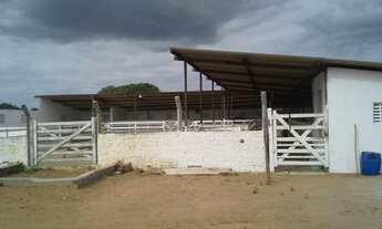 Imagem 5: Fazenda com 80 há , casa, curral, aprisco grande, cercados com pasto, Br 304