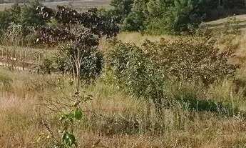 Imagem 7: Lote em caminho m - PRIMAVERA - São Pedro/SP