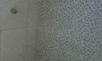 Imagem 5: Lindo barracão Casa com 1 dormitório