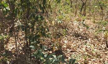 Imagem 6: FAZENDA À VENDA EM PALMEIRÓPOLIS - TO 455 HECTARES (PECUÁRIA