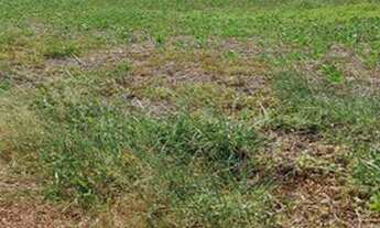 Imagem 4: FAZENDA À VENDA EM VALE DO ARAGUAIA - T0 -DE 247 ALQUEIRÕES (Dupla aptidão