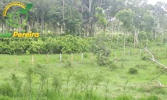 Imagem 5: FAZENDA À VENDA EM BREU BRANCO - PA - 290 HECTARES (DUPLA APTIDÃO