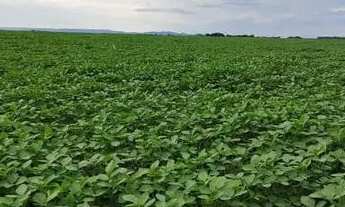 Imagem 2: FAZENDA DUPLA APITDAO A VENDA