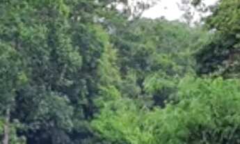 Imagem: Terreno BR 174 km 8