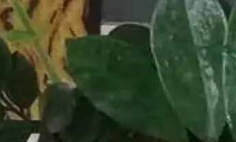 Imagem: Preciso de casa pra alugar no valor Até