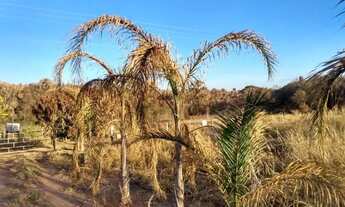 Imagem 3: Chácara com 1 dormitório à venda, 21600 m² por R$ 368.000,00 - Uberlândia - Prata - Uberlâ