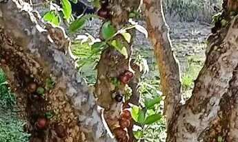 Imagem 2: CHACARA FORMADA. PORTEIRA FECHADA