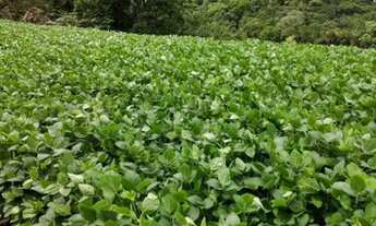 Imagem: Chácara 22.000m2 Campo Largo Curitiba