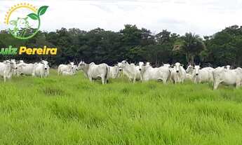Imagem 3: FAZENDA À VENDA EM MARIANÓPOLIS - TO- DE 484 HECTARES (DUPLA APTIDÃO
