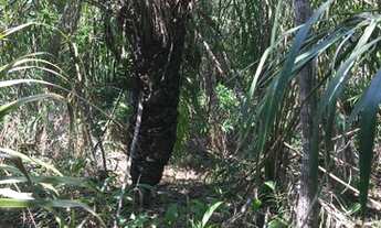 Imagem 5: FAZENDA À VENDA EM PALMEIRÓPOLIS - TO 455 HECTARES (PECUÁRIA