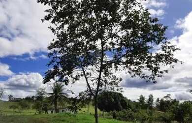 Imagem 11: Sítio a 4km da Sede de Laje-BA de 5.619m2