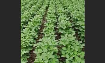 Imagem 6: FAZENDA DUPLA APITDAO A VENDA