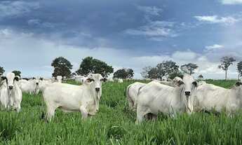 Imagem: Compro sítio em Londrina PR até 7.5 milhões