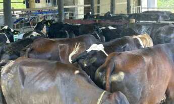 Imagem 2: Chácara em Varjão