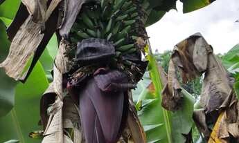 Imagem 7: CHÁCARA PONTE DE PEDRA - DOM VIÇOSO/MG