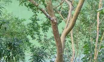 Imagem 5: Casa com ponto de comércio em Paraibuna SP