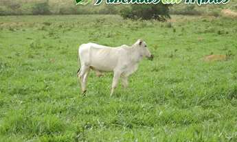 Imagem 6: Fazenda para pecuária de corte e leite, perto de Montes Claros