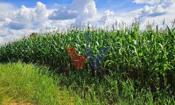 Imagem 2: Área de 36.400m para chácara com bosque e córrego em Catanduvas do Sul