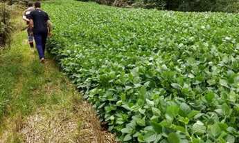 Imagem 3: Chácara 22.000m2 Campo Largo Curitiba