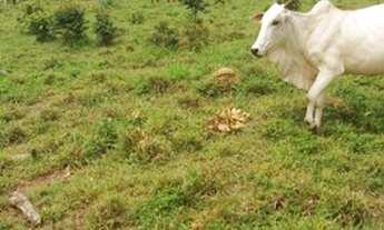 Imagem 3: FAZENDA À VENDA EM PEIXE - TO - 5.200 HECTARES (DUPLA APTIDÃO