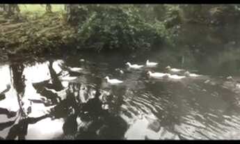 Imagem 2: Vendo ou alugo, Lindo sítio c/ olho 'água em São Caetano de Odivelas de 5 hectares