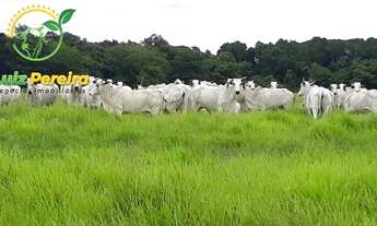 Imagem: FAZENDA À VENDA EM MARIANÓPOLIS - TO