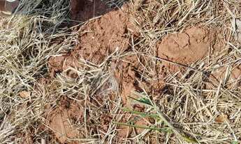 Imagem 5: FAZENDA Á VENDA EM BALSAS - MA - 410 HECTARES (DUPLA APTIDÃO