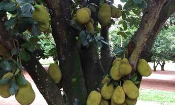 Imagem 6: Compro sítio em Londrina PR até 7.5 milhões