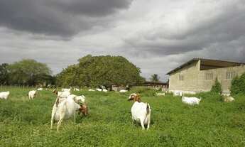 Imagem 7: Fazenda com 80 há , casa, curral, aprisco grande, cercados com pasto, Br 304