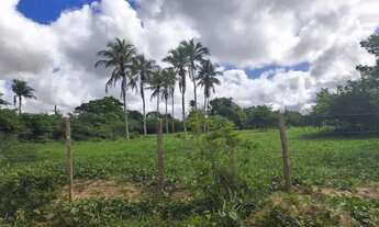 Imagem 4: Terreno na estrada da Terra dura Limoeiro 71.000m2