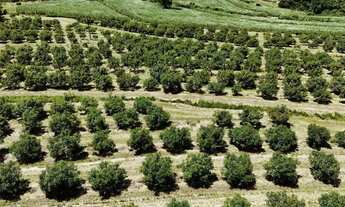 Imagem 3: Ótimo sítio em abacate montado de porteira fechada no interior de São Paulo