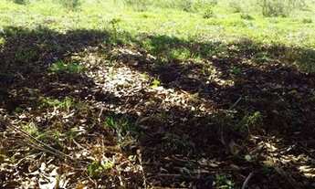 Imagem 5: FAZENDA À VENDA EM BANDEIRANTES - MS - 609 HECTARES (DUPLA APTIDÃO