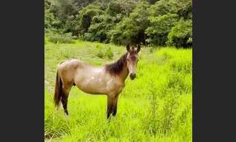 Imagem 6: Fazenda Maracanã