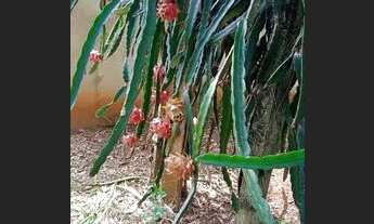 Imagem 5: Chácara a venda em São José do Rio Preto