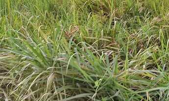 Imagem 5: Vendo Um terreno