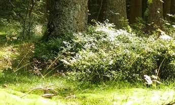 Imagem: Terrenos no interior parcelado sem juros