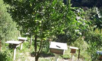 Imagem 7: Chácara formada, 12mil metros quadrados