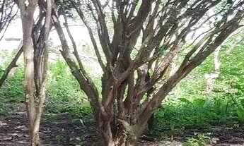 Imagem 3: Chácara próximo a Anápolis 03 alqueires